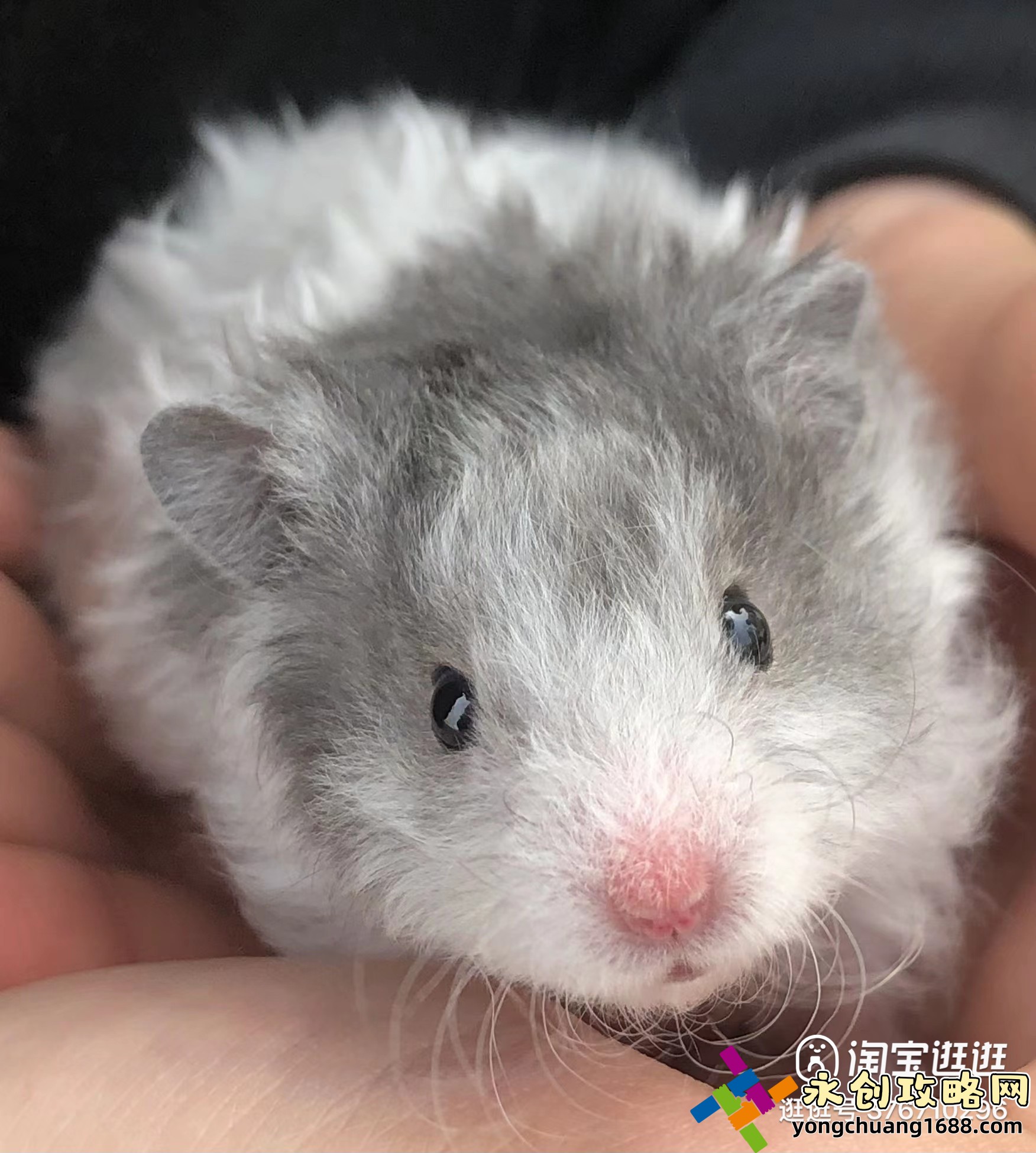 毛岸英有孩子嗎？揭秘一段不為人知的歷史故事