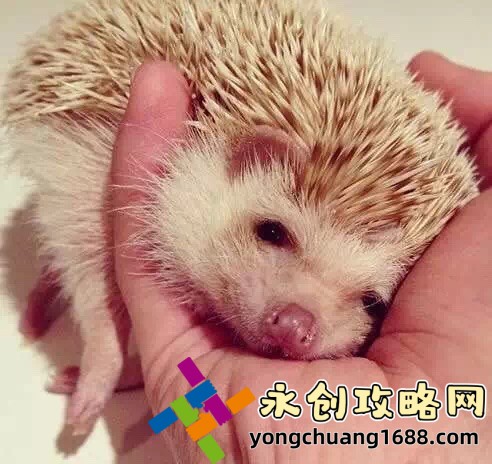 漫蛙漫畫免費漫畫入口頁面：暢享極致閱讀體驗